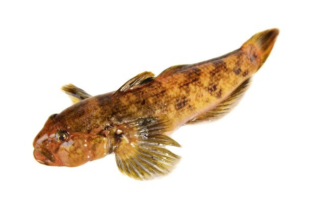 holbech ballast fish