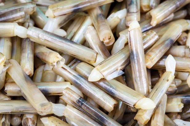 Close up Razor clam
